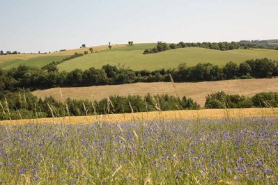 Paysage verdoyant - Teillet juin 2015 © D. Delpoux