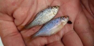 Couple de bouvières : femelle en haut et mâle en bas © B. Vialade