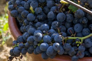 Raisins du vignoble gaillacois © CDT